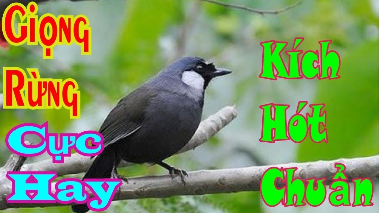 Khướu Hót GIỌNG RẤT HAY- NHIỀU GIỌNG.giọng rừng kích khướu bổi luyện khướu bổi hót căng lửa