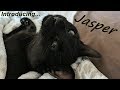 New pet! Introducing Jasper the Kitten