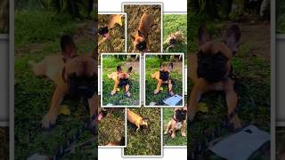 My Frenchie's Daily Adventures 😭🐶❤