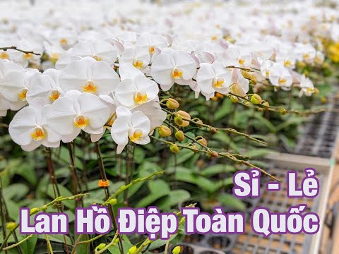 cung cấp lan hồ điệp giá sỉ - Webgiasi