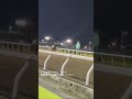 【川崎競馬】観客席に応えて走り回る、放馬したカモントゥミーのウイニングじゃないラン!#shorts #放馬 #川崎競馬