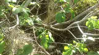 λαξευτός θαλαμοειδής υστερομινωικός τάφος στο χωριό Παγκαλοχώρι Ρεθύμνου