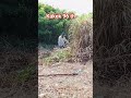 KAKEK 96 TH YANG SUPER AKTIF.#trending #fypviral #tkwtaiwan #shorts #pantaifulong#trending