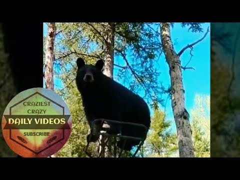 funny-man-tells-cheeky-bear-to-get-down-from-his-tree-stand