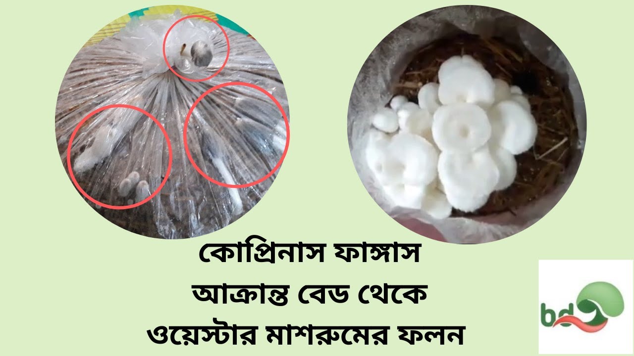 Coprinus Fungus | How to Treat Black Fungus And Grow Oyster Mushroom