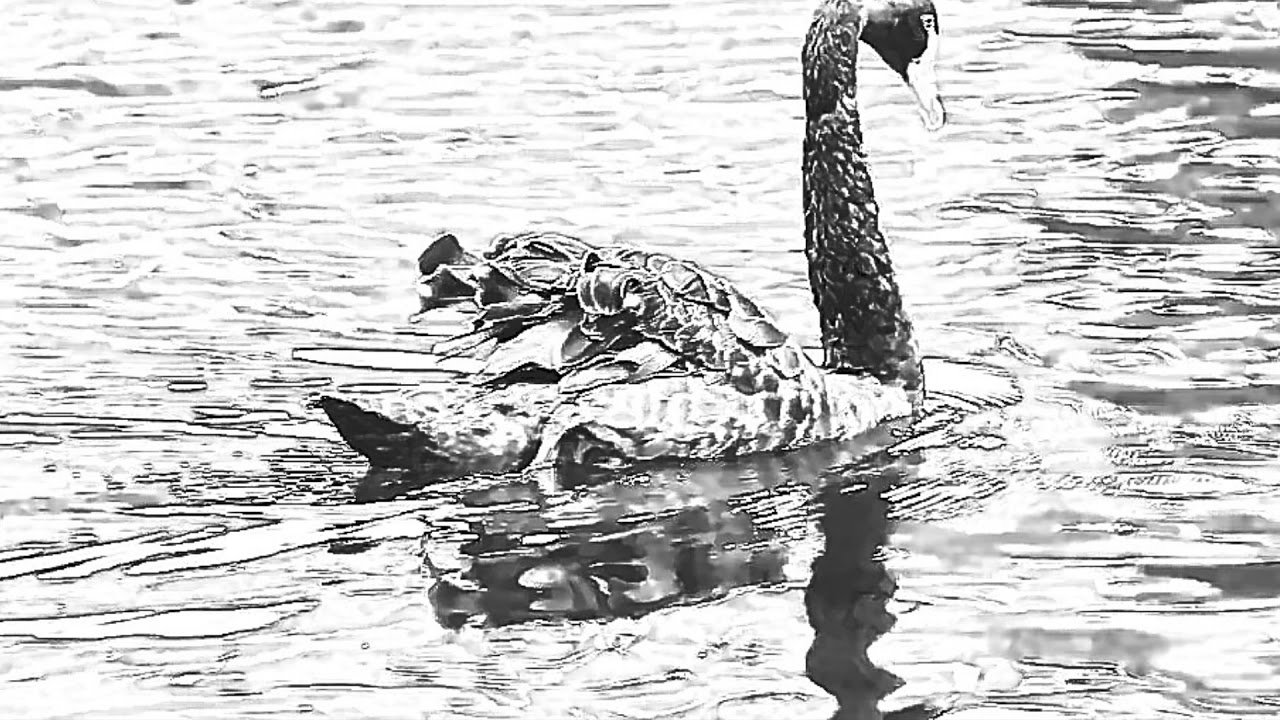 Beautiful Reflection Storyboard Animatic