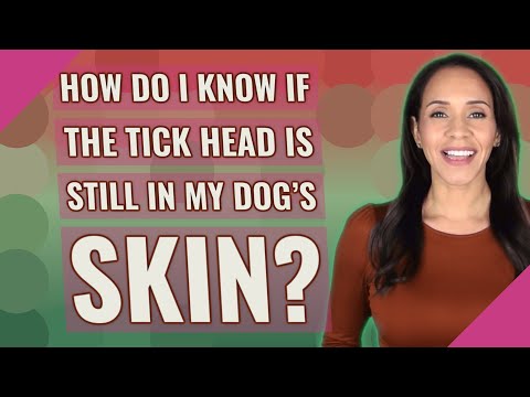 Videó: Do Tick Bites Hagyja a Red Marks-t egy kutyára?
