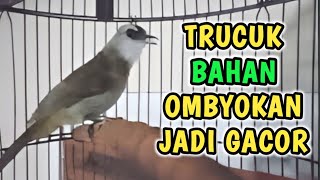 TRUCUKAN BAHAN JADI GACOR..? PAKAI pancingan ini trucukan BAHAN ombyokan JADI CEPAT rajin bunyi