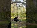 First Unassisted Pistol Squat Attempts #calisthenics