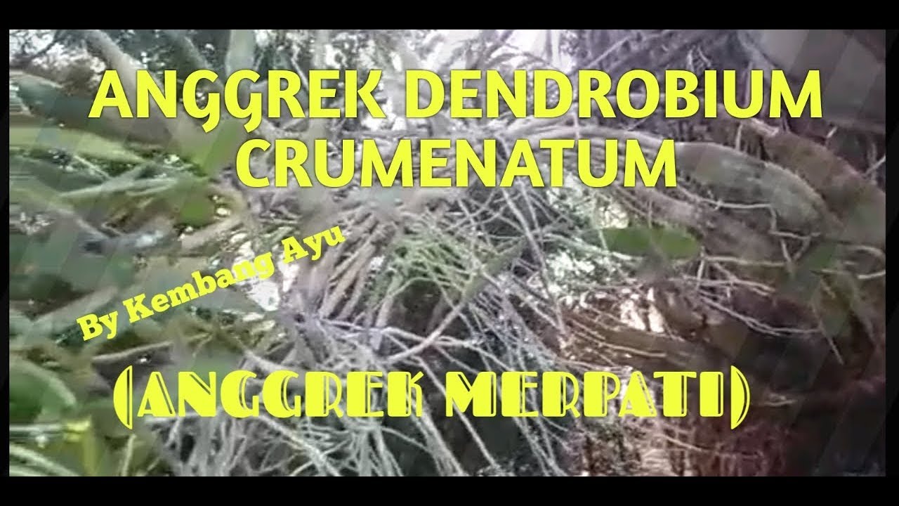 ANGGREK DENDROBIUM CRUMENATUM atau ANGGREK MERPATI - BAGAIMANA CARA