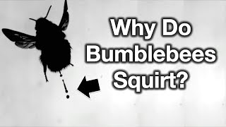 Why Bumblebees Squirt (and how it controls their life)