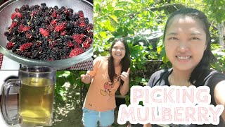 Download Lagu Benefits of Mulberry||Picking Mulberry||VLOG#3 MP3