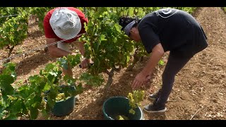 Vendanges précoces : il faut «anticiper et s'adapter à ce changement climatique»