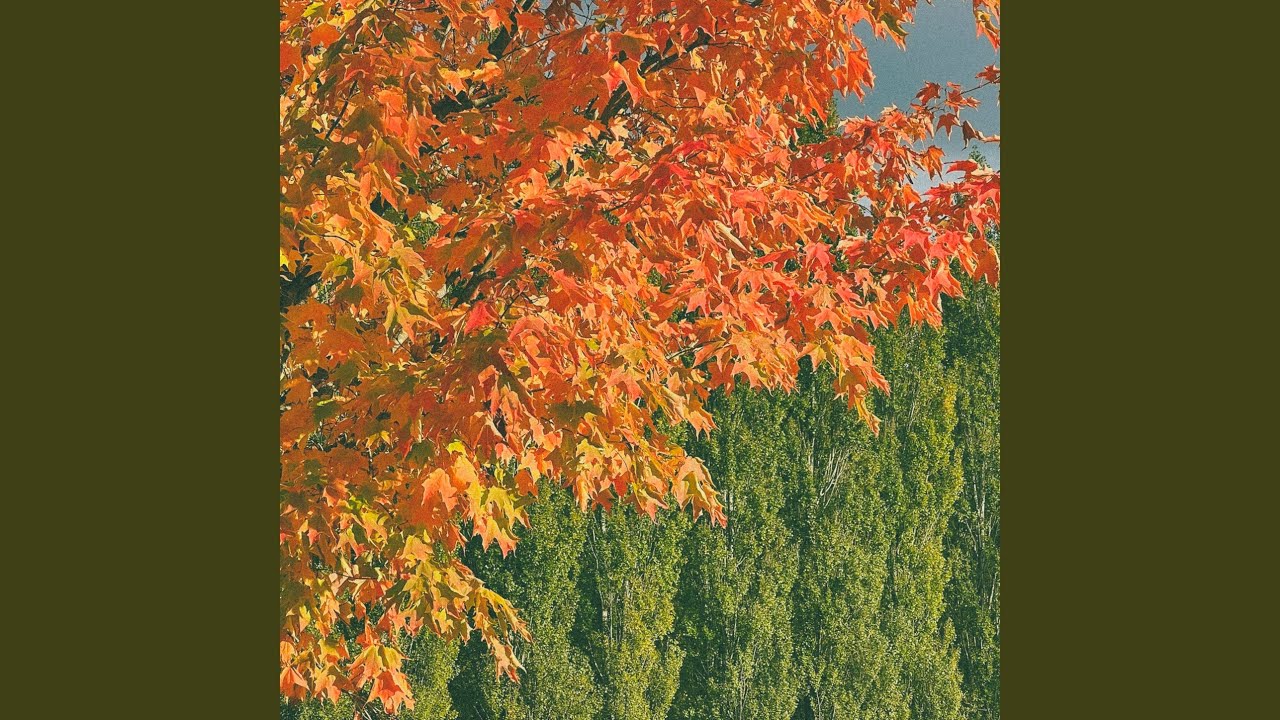 Watch Reflorescer on YouTube Watch Reflorescer on YouTube