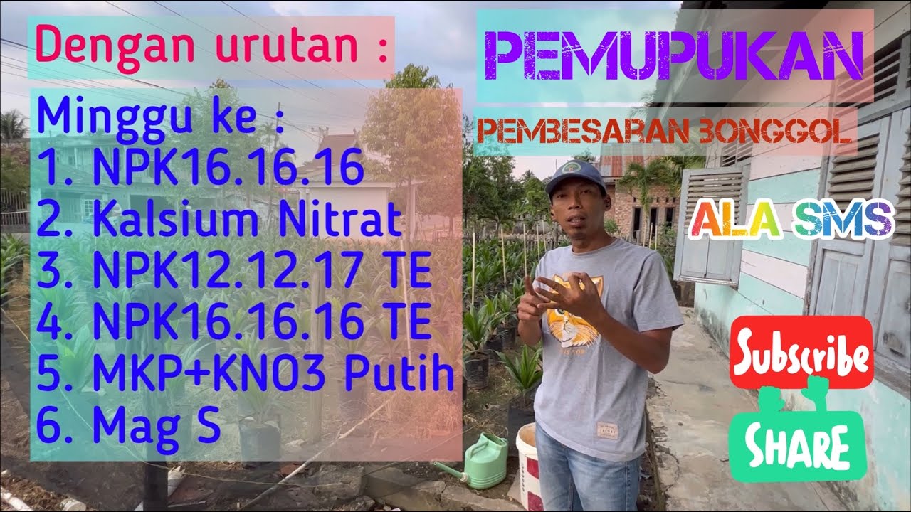 Kejar Target Pembesaran Bonggol Bibit Kelapa Sawit || Kocor NPK 12.12.17 TE Pak Tani
