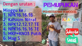 Pursue Oil Palm Seedling Burrow Enlargement Target || NPK Fertilizer 12.12.17 TE Pak Tani