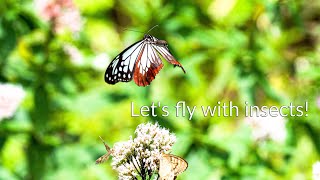 Let's fly with insects! by Kengo  73 views 2 years ago 2 minutes, 43 seconds