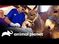 Veterinários na estrada | Veterinário das montanhas | Animal Planet Brasil