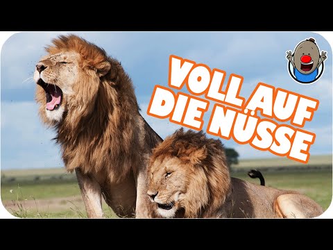 Video: Herzlichen Glückwunsch, Dr. Seuss! Hier Ist, Was Er Zu Dieser Wahl Zu Sagen Hat - Matador Network