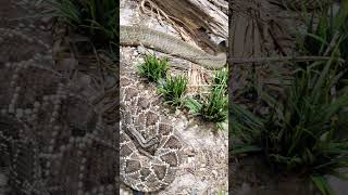 the diamond back rattles three of them #snake #snakes #toronto #trending #viral #shortsviral #vlog