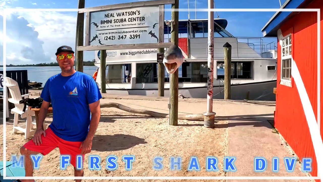 How did I do scuba diving with BIG SHARKS for the first time?
