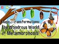 Amazing Transformations in Nature: The Journey of Metamorphosis