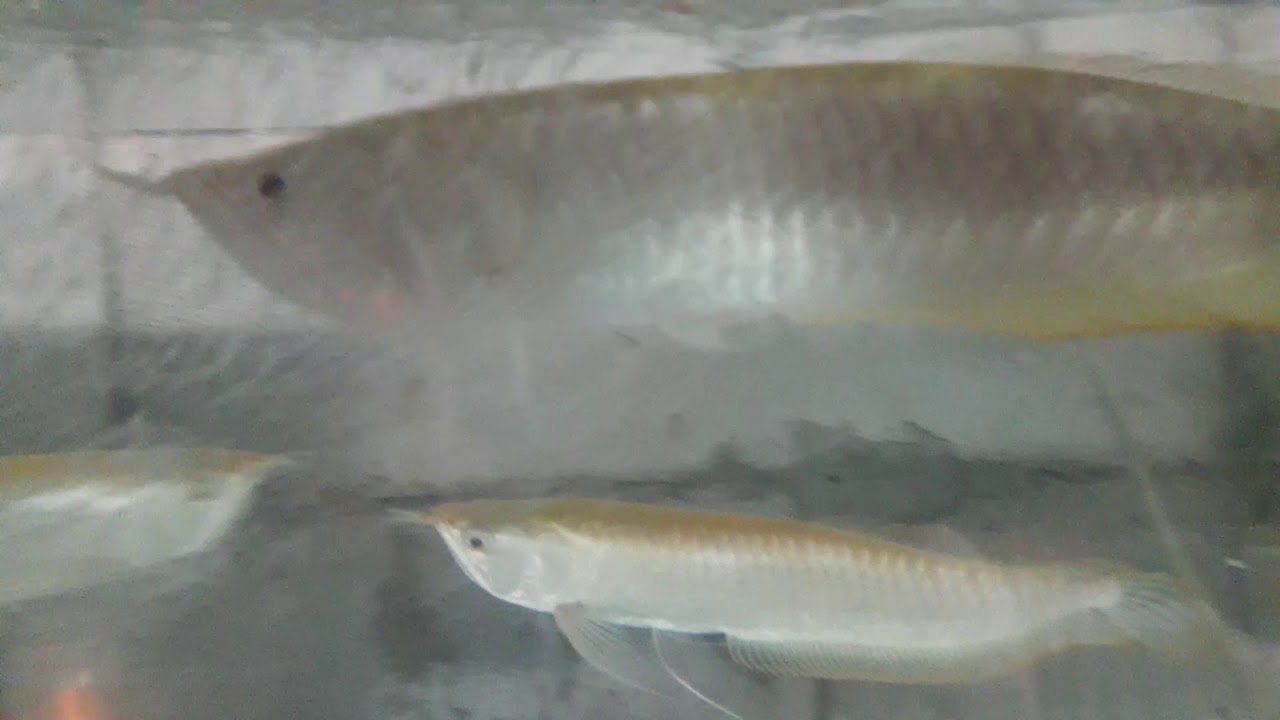 Arowana Silver albino mata merah YouTube