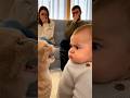 初めて猫に文句を言われた赤ちゃん、どうしていいか分からず固まってしまう#cat#cats#baby#cute#funny#shorts#catvideos#赤ちゃん #猫