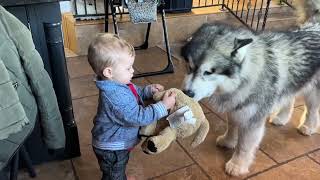 Adorable Baby Boy Loves His Husky! (Cutest Duo Ever!!) by Life with Malamutes 338,626 views 1 month ago 3 minutes, 33 seconds