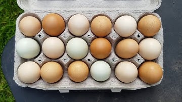 Brown, white, green. What eggshell color actually means.