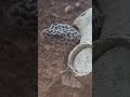 Leonardo peeks out of the Skull