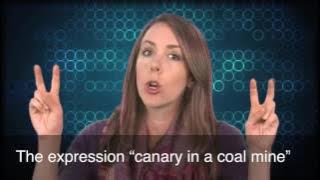 English in a Minute: Canary in a Coal Mine