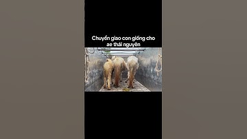 2 cặp mẹ con ngựa 1 cặp đực và 1 cặp cái