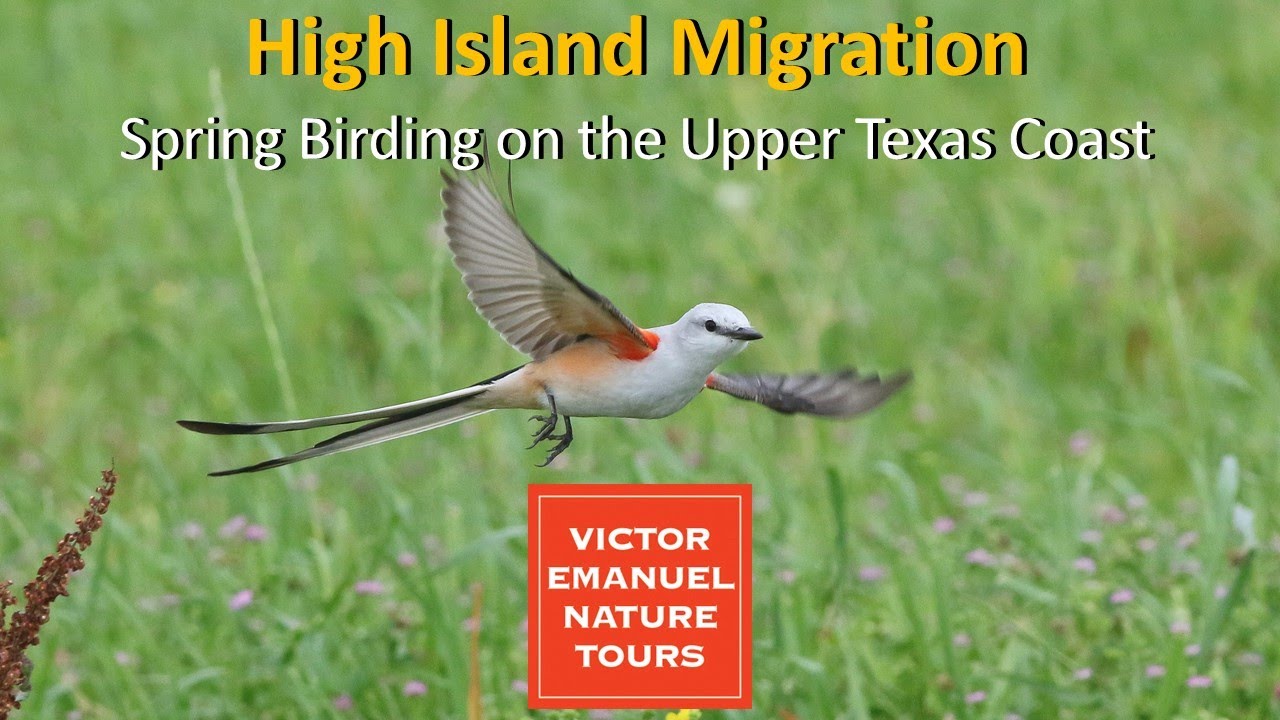 Updated: High Island Migration: Spring Birding on the Upper Texas Coast with Michael O'Brien