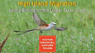 Updated: High Island Migration: Spring Birding on the Upper Texas Coast with Michael O'Brien
