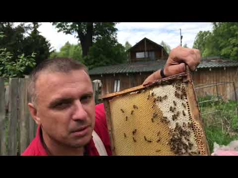 Видео: Деление пчелы на пол лёта, дадановский улей