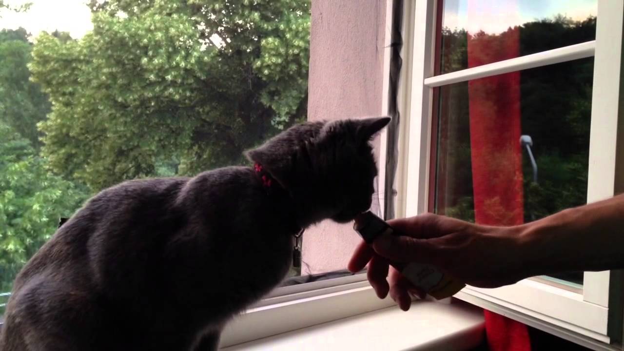 Katze Pille Bkh Britisch Kurzhaar Verhüttung Rolligkeit