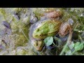 video Oglašanje zelenih žab