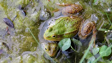 Jak se živí žaby potravou?