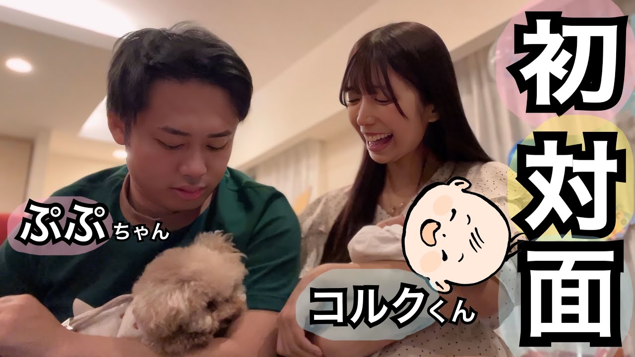 愛犬ぷぷが新生児コルクと初対面して、お姉ちゃんになった瞬間。 - YouTube