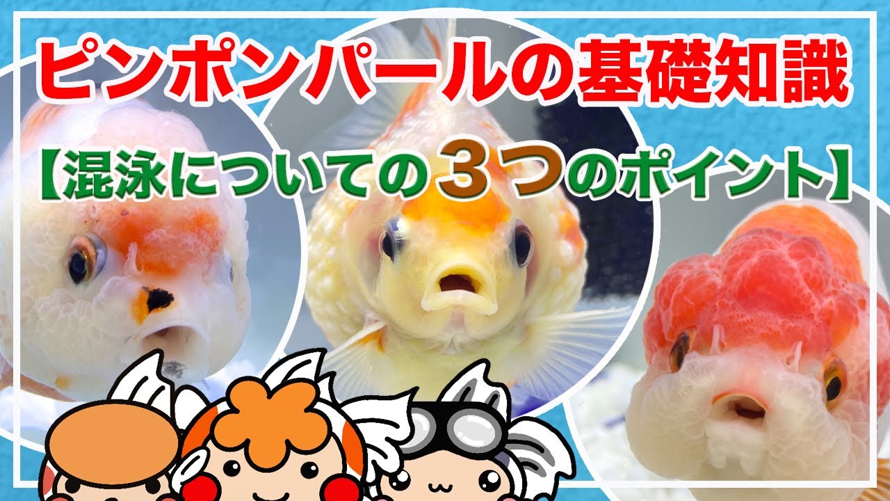 他の品種との混泳について ピンポンパールの基礎知識 Youtube 他の品種との混泳について ピンポンパールの基礎知識 Youtube