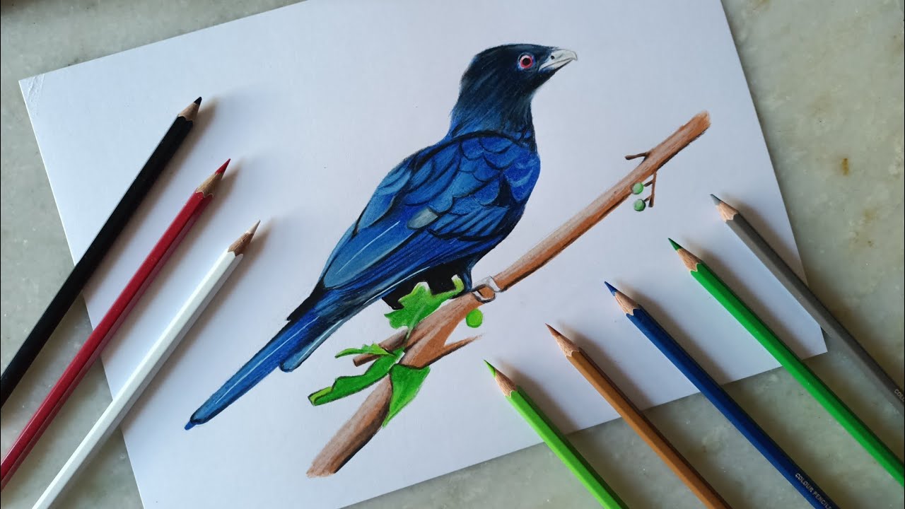 Koyal drawing colour