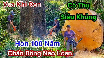 Chấn Động Náo Loạn Hải Hùng Vua Khỉ Đen Cưa Cây Xoài Siêu Khủng Hơn 100 Năm Tại Sa Đéc