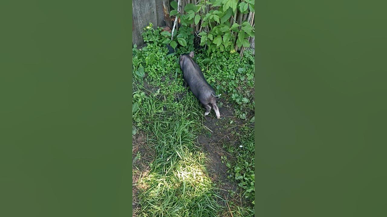 Маленькая вьетнамская свинка \Little Vietnamese Pig - YouTube