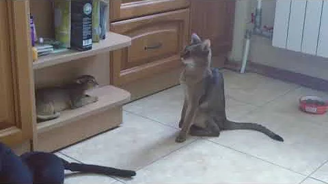 Watch the video about Abyssinian Cats Fight. WOW. Simba teaches Jaxy. ( smartaby.com )