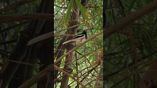 Oriental Magpie Robin #bird #nature #photography #wildlife #samsung #s23