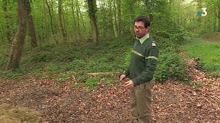 Lonf Face Aux Incivilités En Forêt Pendant Le Confinement