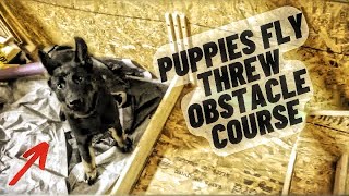 German Shepherd Puppy Obstacle Course by Iron Sharp K9  312 views 2 weeks ago 12 minutes, 18 seconds