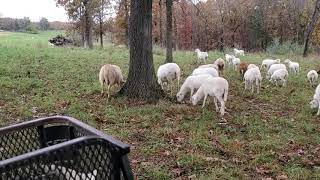 Sheep thrive in silvopasture environments.