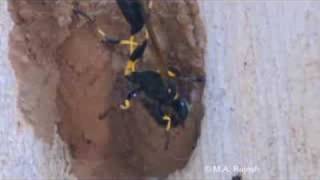 Mud dauber making nest